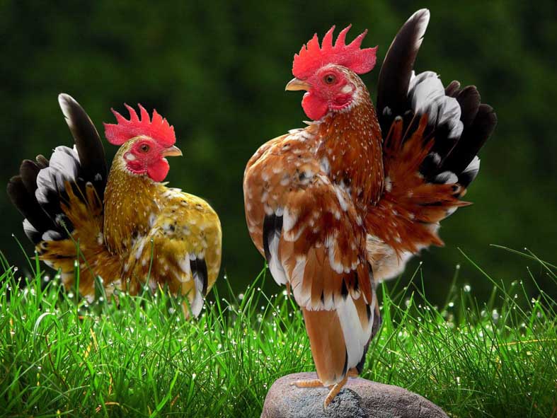 Sana Pet Serama chickens stand tall with style and confidence.